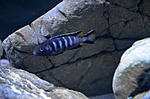 Pseudotropheus elongatus chewere