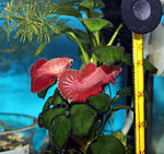 IMG 8453