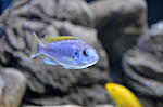 Pseudotropheus acei Luwala Reef