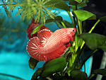IMG 8458
