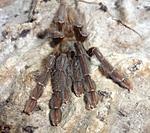 Lampropelma nigerrimum arboricola (ex borneo black) (7 L) ♀