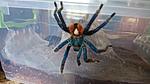 Chromatopelma cyaneopubescens (adult) ♂