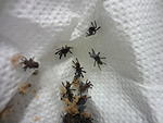 Pterinochilus murinus RCF L1