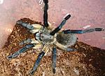 Monocentropus balfouri (adult) ♀