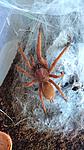 Orphnaecus philippinus (adult) ♀