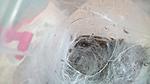 Monocentropus balfouri   2 