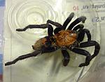 Davus fasiatus (9 L) ♀