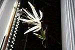  (Crinum calamistratum) 