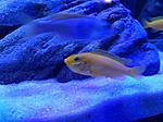 Labidochromis caeruleus Yellow 