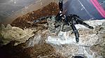  Psalmopoeus irminia  