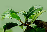Bucephalandra sp. Sypris