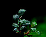 Bucephalandra sp. Lamandau mini