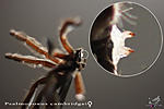 Psalmopoeus cambridgei,  , 