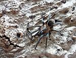 Thrixopelma pruriens (6 L) ♀