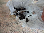 Lampropelma nigerrimum arboricola (ex borneo black) 1   