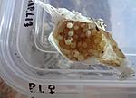   Psalmopoeus irminia