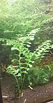  Asplenium cf. normale