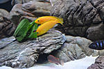 Labidochromis caeruleus Yellow,  Labidohromis hongi RED , Pseudotropheus elongatus chewere
