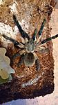 Monocentropus balfouri (adult) ♀