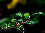 Bucephalandra sp. Mini Beetle