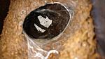 Lampropelma nigerrimum arboricola (ex borneo black)   