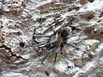 Thrixopelma pruriens (6 L) ♀