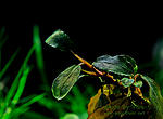 Bucephalandra sp. Brownie Blue
