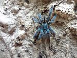 Caribena (Avicularia) versicolor (6 L) ♀