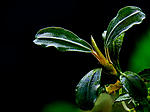 Bucephalandra sp. Dark Green Wavy
