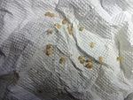  2  Psalmopoeus irminia