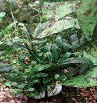 Bucephalandra sp. Fini Bitter