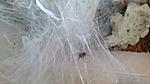 Monocentropus balfouri   3 