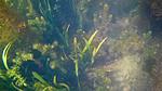Teremok pond 21 08 18