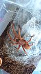 Orphnaecus philippinus (adult) ♀