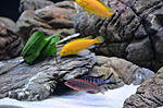 Labidochromis caeruleus Yellow  Labidohromis hongi RED