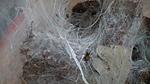 Monocentropus balfouri   2 