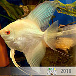 ang07