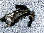 Haplopelma albostriatum (adult)