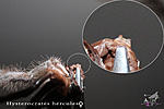 Hysterocrates hercules, ,  
