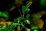 Bucephalandra sp. Titan 2, Daerah Malawi