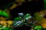 Bucephalandra sp. Brownie Jade new loation