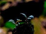 Bucephalandra sp. Amanda Red