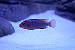 Labidohromis hongi RED