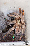 Psalmopoeus cambridgei, 