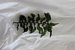 IMG 3388