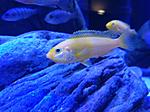 Labidochromis caeruleus Yellow 