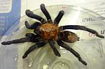 Davus fasiatus (9 L) ♀