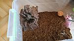 Pamphobeteus platyomma (12 L) ♀