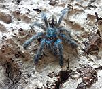 Caribena (Avicularia) versicolor (6 L) ♀
