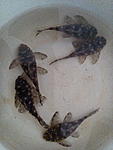 IMG 20180804 181356